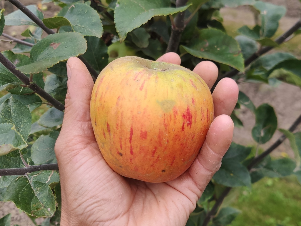 Malus domestica 'Reine des Reinettes' - Appel