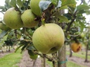 Malus domestica 'Reine des Reinettes' - Appel