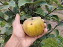 Malus domestica 'Reine des Reinettes' - Appel