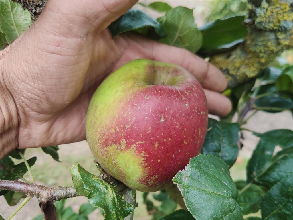 Malus domestica 'Reinette Baumann' - Appel