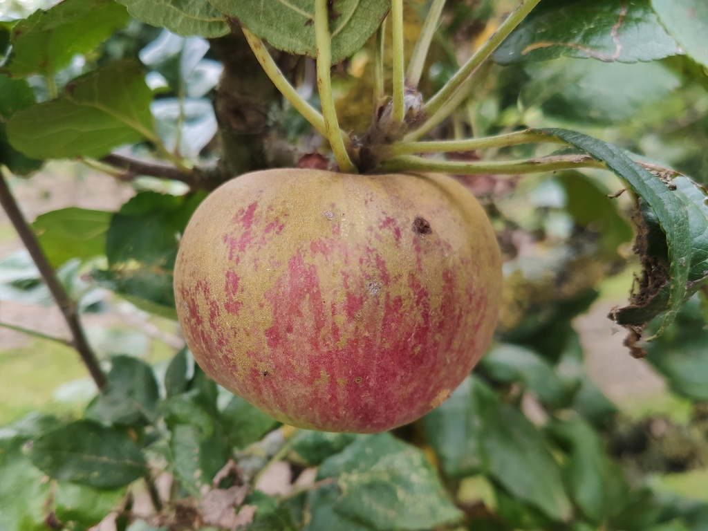 Malus domestica 'Reinette Baumann' - Appel
