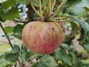 Malus domestica 'Reinette Baumann' - Appel