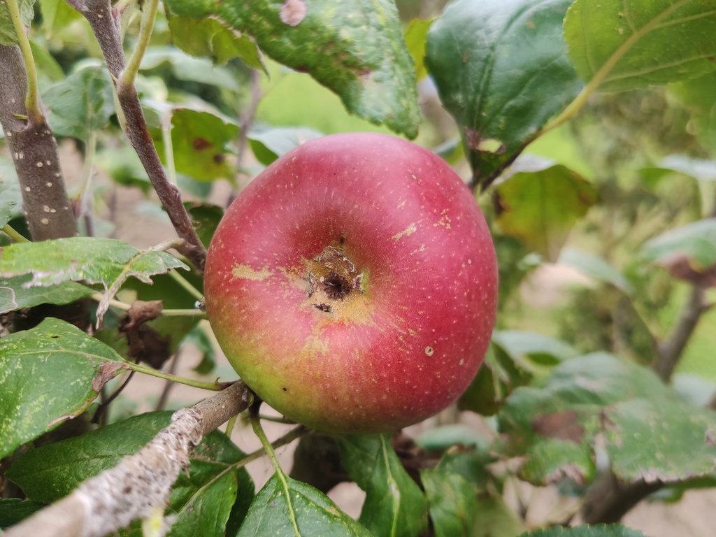 Malus domestica 'Reinette Baumann' - Appel