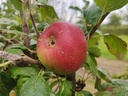 Malus domestica 'Reinette Baumann' - Appel