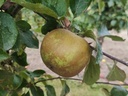 Malus domestica 'Reinette de Flandre' - Appel