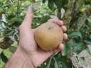 Malus domestica 'Reinette de Flandre' - Appel