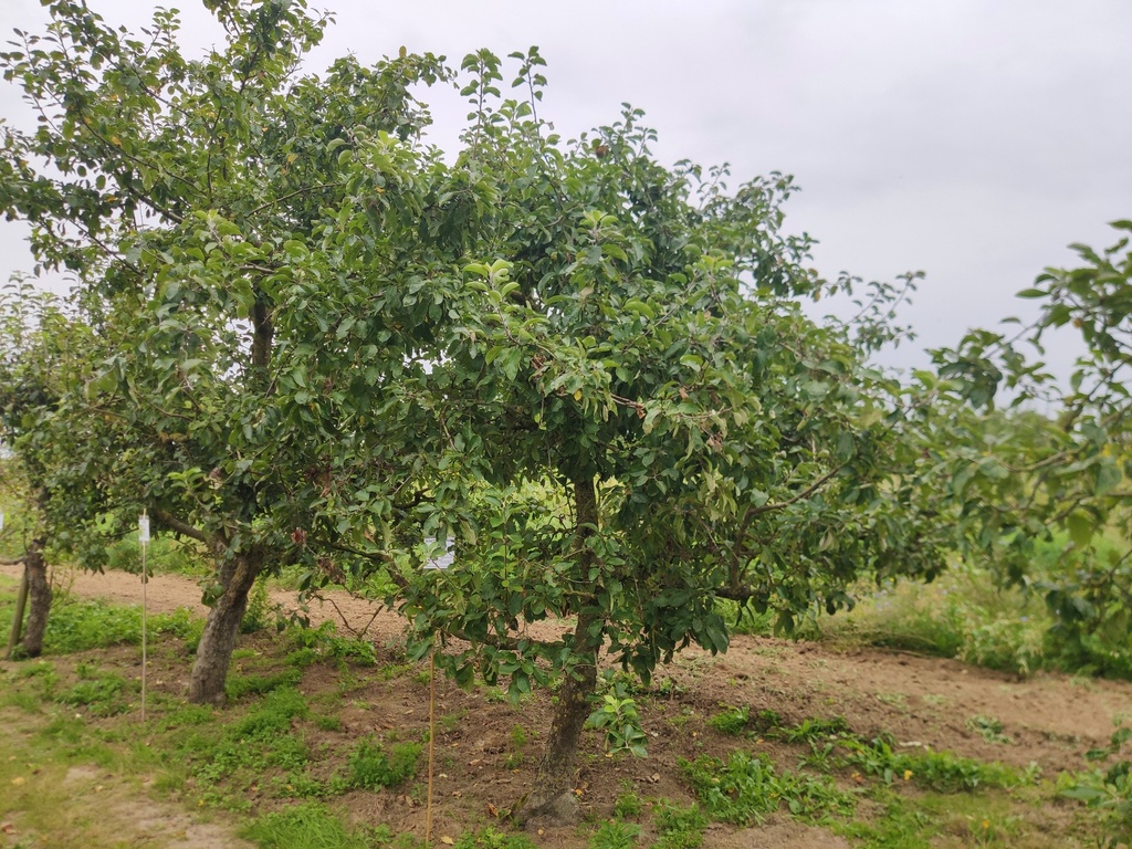 Malus domestica 'Reinette de Flandre' - Appel