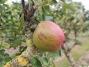 Malus domestica 'Winston' - Appel