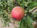 Malus domestica 'Winston' - Appel