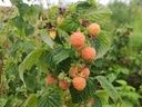 Rubus idaeus 'Golden Everest' - Gele zomerframboos