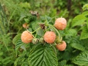 Rubus idaeus 'Golden Everest' - Gele zomerframboos