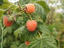 Rubus idaeus 'Marosa' - Oranje herfstframboos