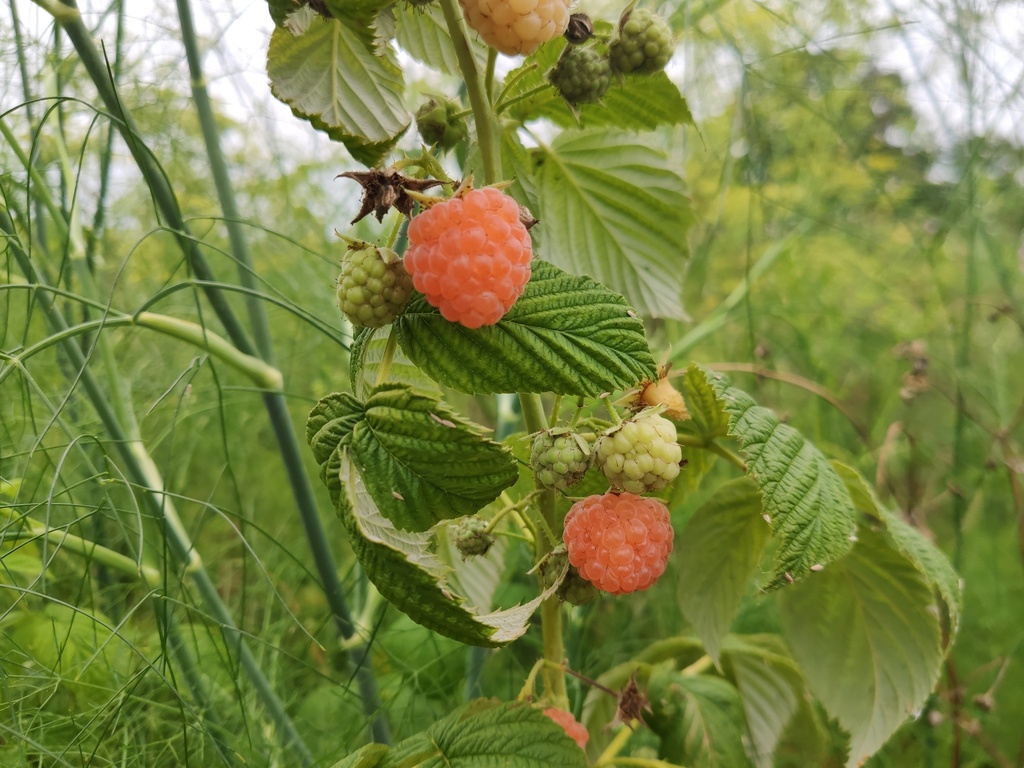 Rubus idaeus 'Marosa' - Oranje herfstframboos