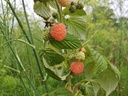 Rubus idaeus 'Marosa' - Oranje herfstframboos