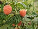 Rubus idaeus 'Marosa' - Oranje herfstframboos
