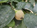 Cydonia oblonga 'Portugal' - Kweepeer