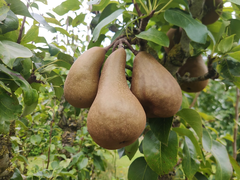Pyrus communis 'Calebasse Bosc' - Peer