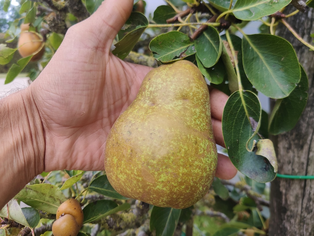 Pyrus communis 'Triomphe de Vienne' - Peer