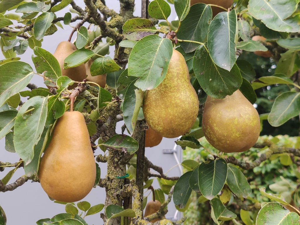 Pyrus communis 'Triomphe de Vienne' - Peer