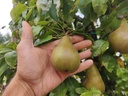 Pyrus communis 'Alexandrine Douillard' - Peer