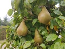 Pyrus communis 'Alexandrine Douillard' - Peer