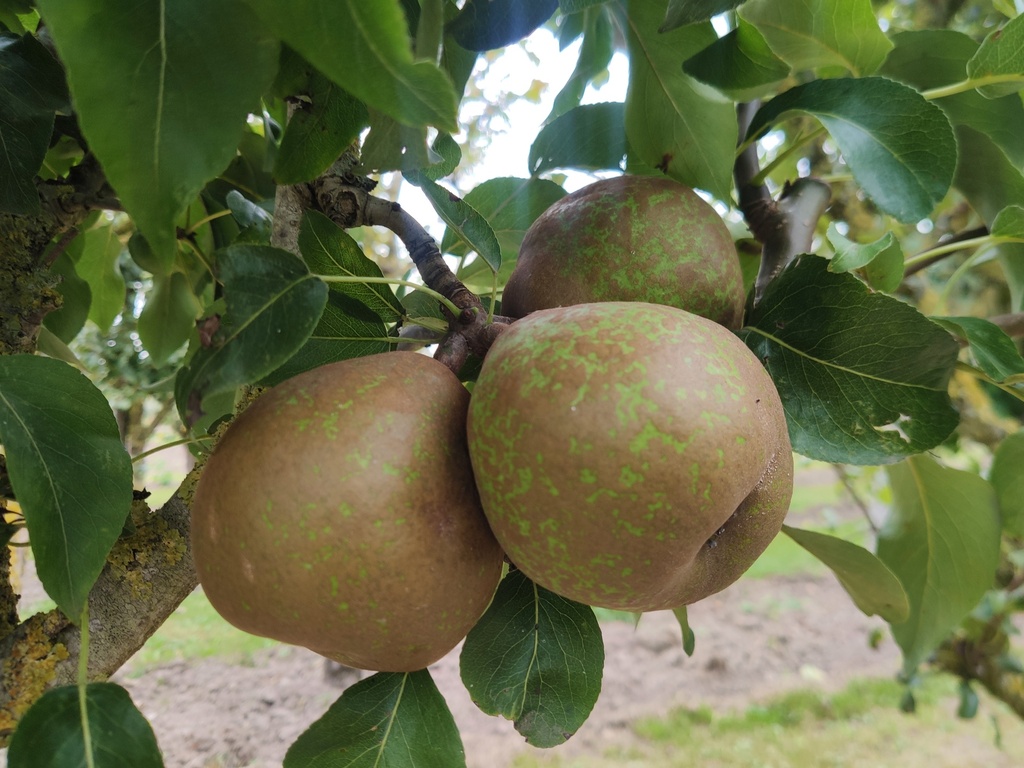 Pyrus communis 'Bergamotte Esperen' - Peer