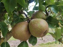 Pyrus communis 'Bergamotte Esperen' - Peer