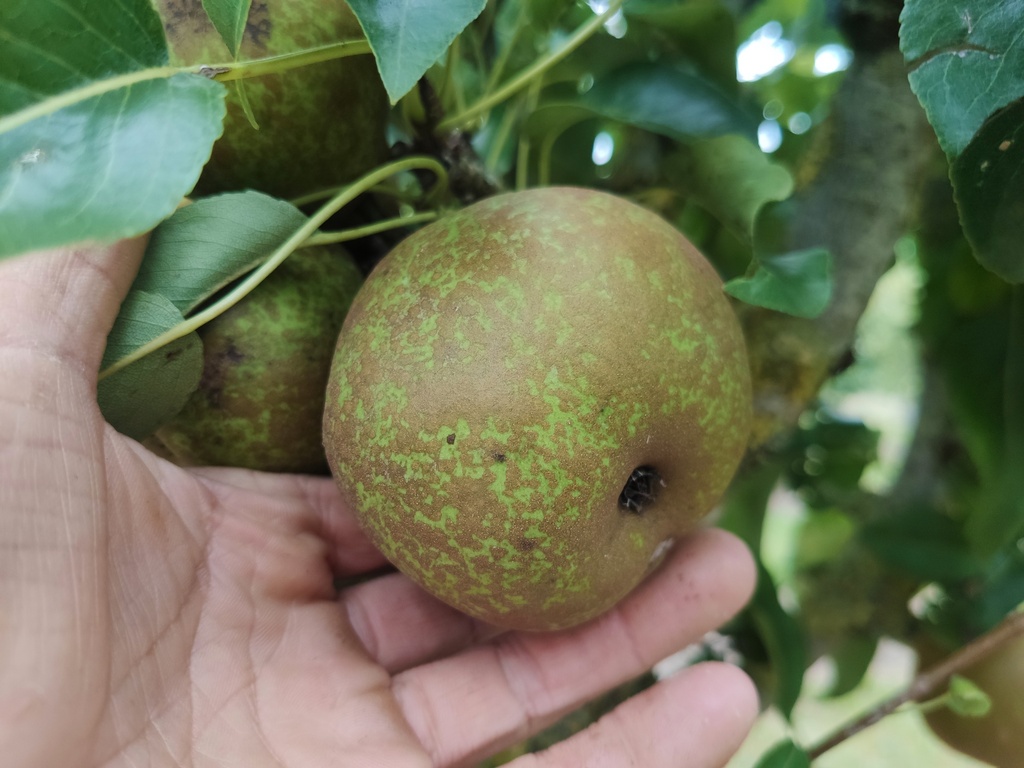Pyrus communis 'Bergamotte Esperen' - Peer