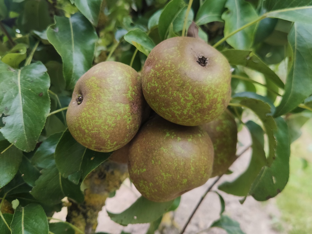Pyrus communis 'Bergamotte Esperen' - Peer