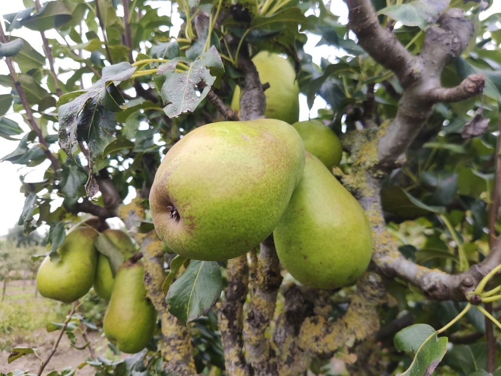 Pyrus communis 'Beurré Lebrun' - Peer