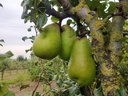 Pyrus communis 'Beurré Lebrun' - Peer
