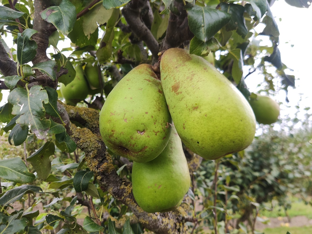 Pyrus communis 'Beurré Lebrun' - Peer