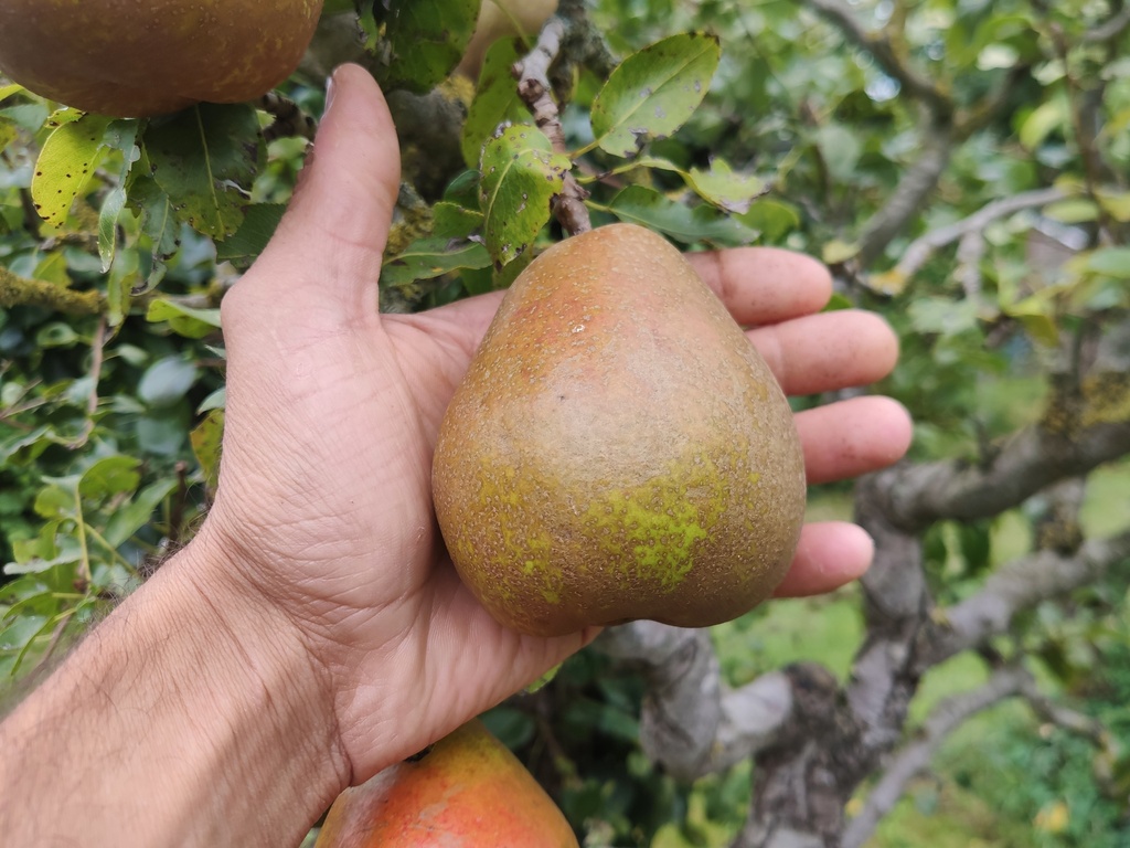 Pyrus communis 'Beurré Superfin' - Peer