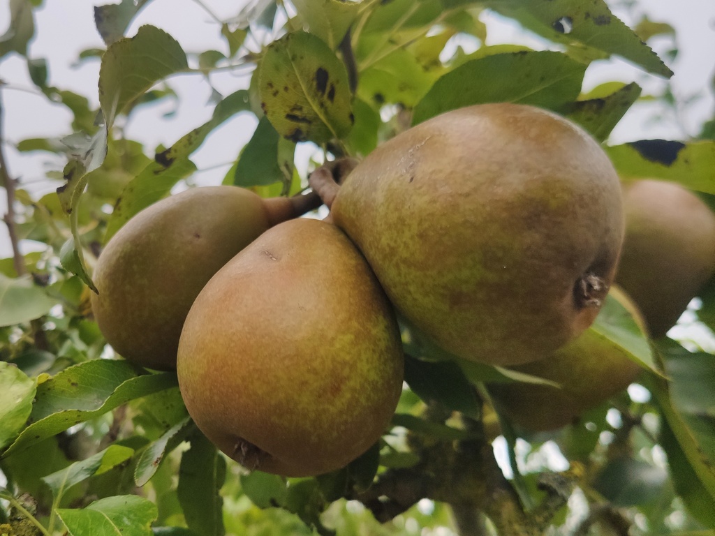 Pyrus communis 'Beurré Superfin' - Peer