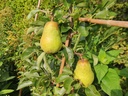 Pyrus communis 'Bon Chrétien Williams' - Peer