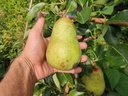Pyrus communis 'Bon Chrétien Williams' - Peer