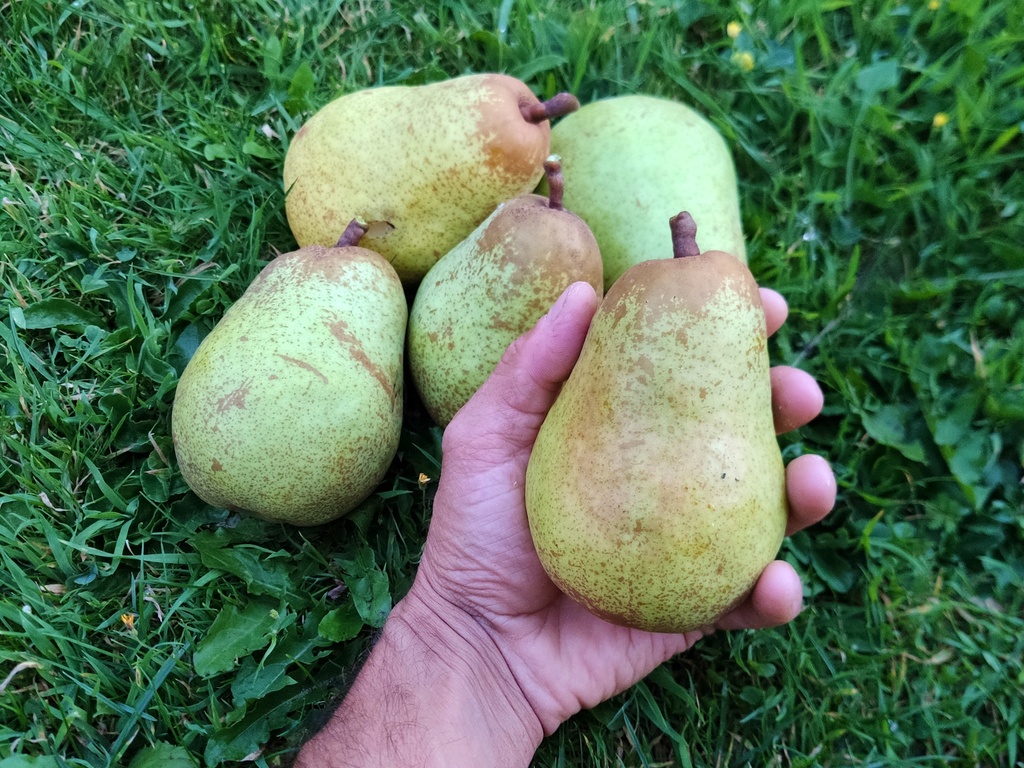 Pyrus communis 'Bon Chrétien Williams' - Peer