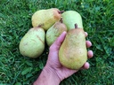 Pyrus communis 'Bon Chrétien Williams' - Peer