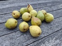Pyrus communis 'Bon Chrétien Williams' - Peer