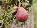 Pyrus communis 'Rode Williams' - Peer