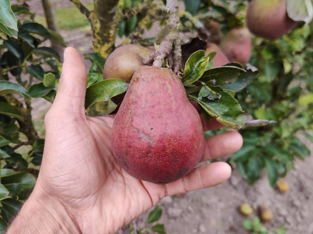 Pyrus communis 'Rode Williams' - Peer