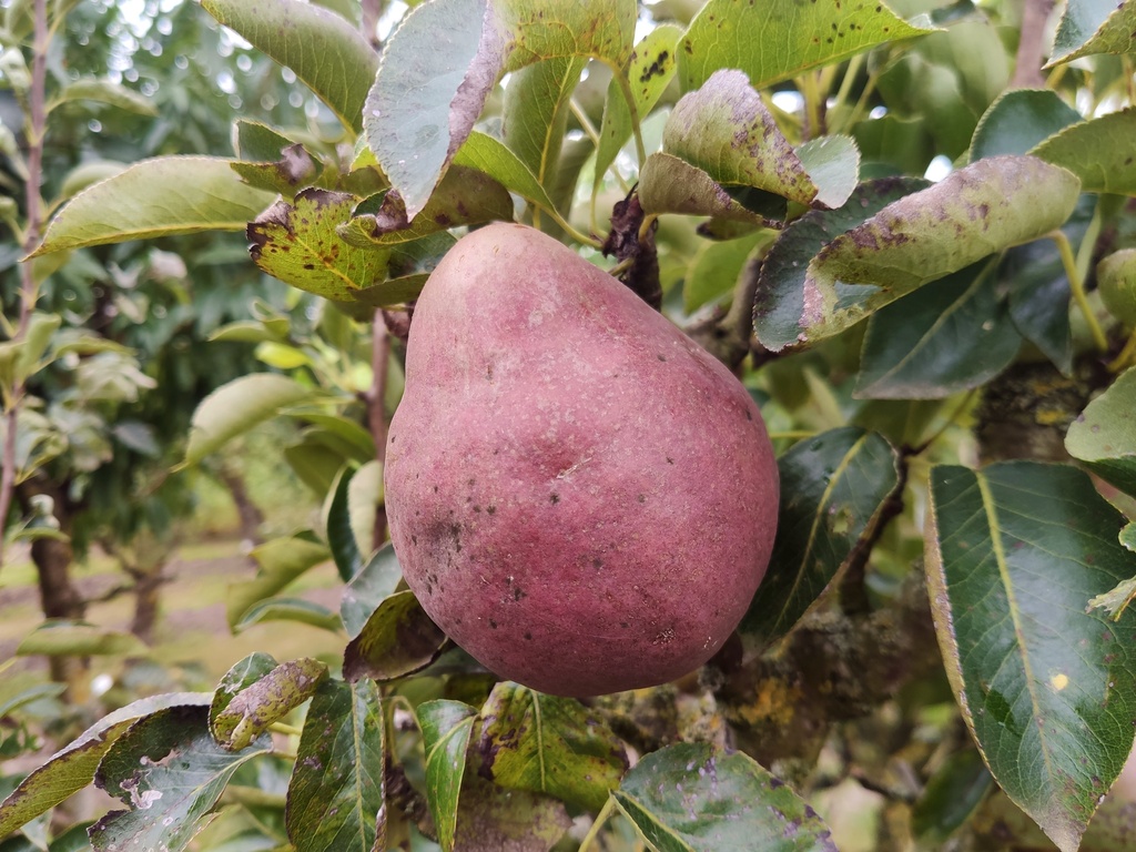 Pyrus communis 'Rode Williams' - Peer
