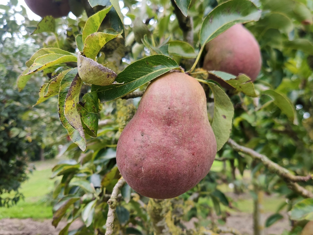 Pyrus communis 'Rode Williams' - Peer