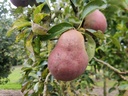 Pyrus communis 'Rode Williams' - Peer