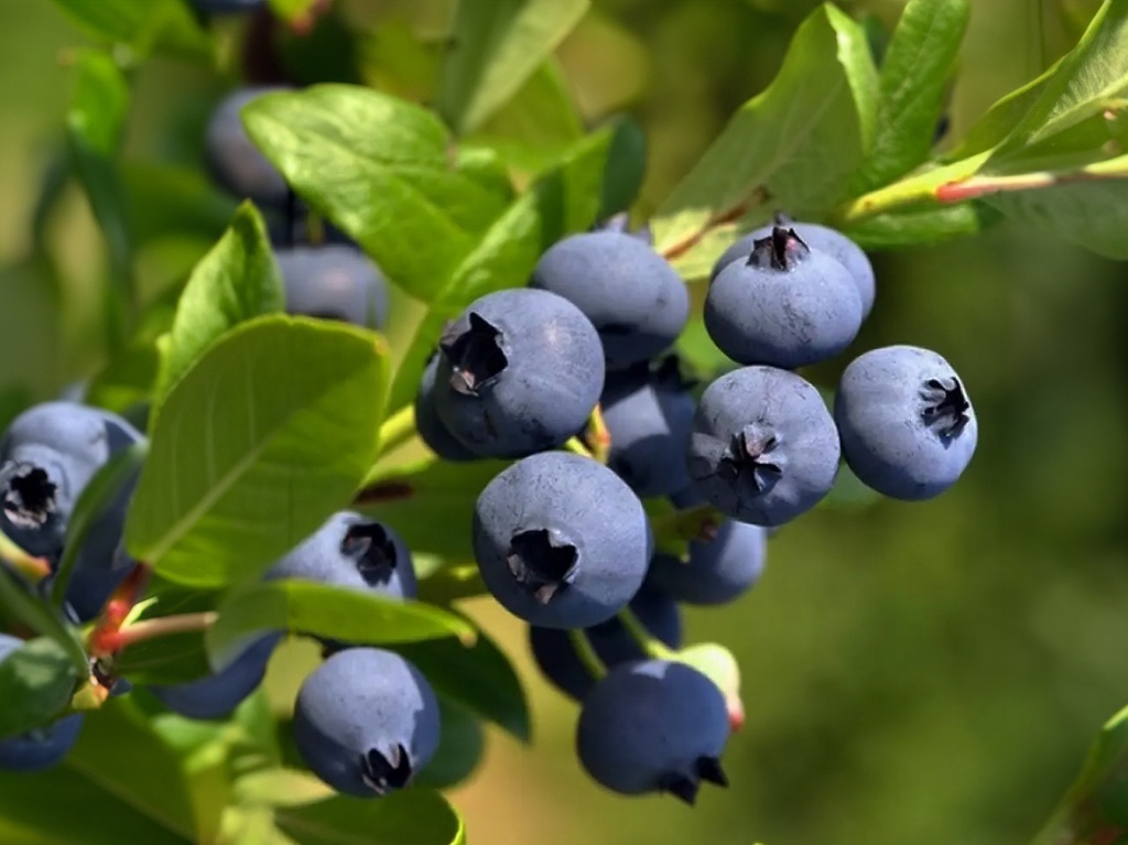 Vaccinium corymbosum 'Goldtraube' - Amerikaanse blauwe bes
