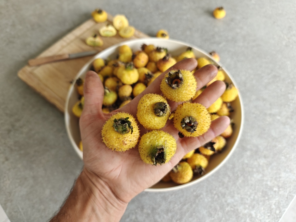 Rosa roxburghii 'Lampion' - Kastanjeroos