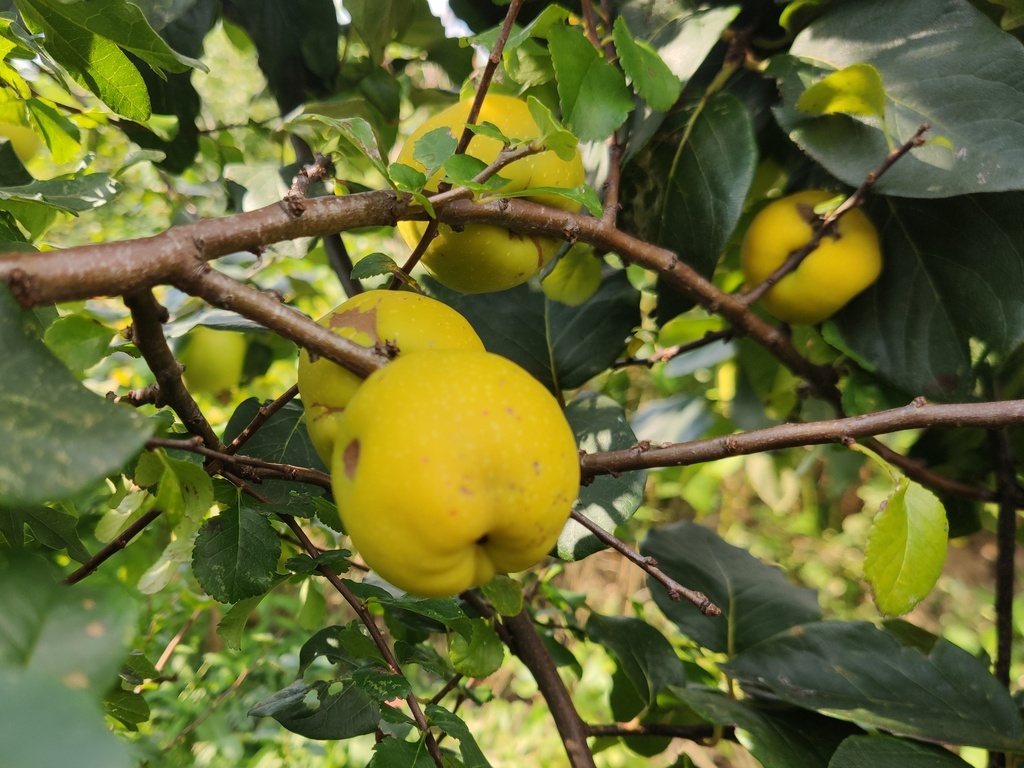 Chaenomeles japonica 'Cido' - Japanse kwee