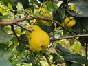 Chaenomeles japonica 'Cido' - Cognassier du Japon