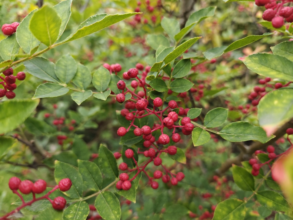 Zanthoxylum simulans - Poivrier du Sichuan