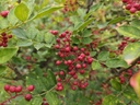 Zanthoxylum simulans - Poivrier du Sichuan